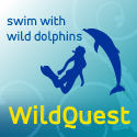 Wildquest - swim with wild dolphins