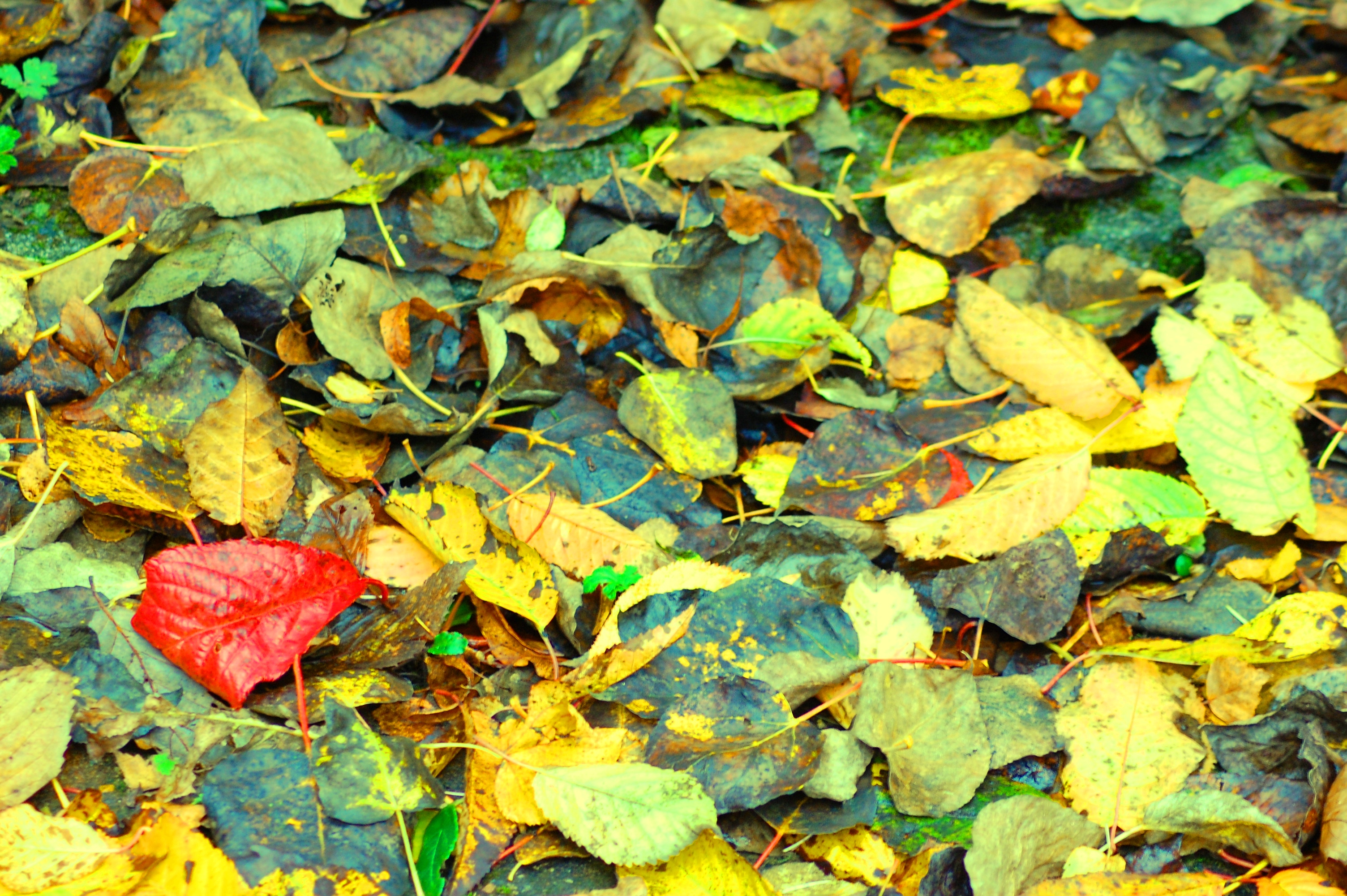 OMG This Autumn – For Joshua