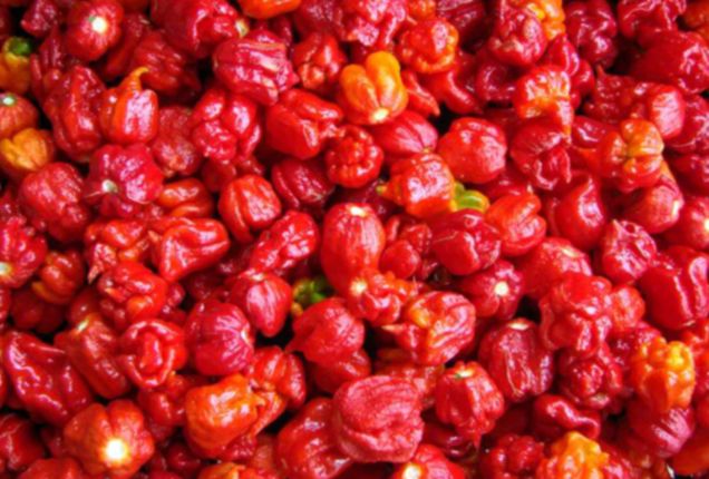 Hot Chillies 4