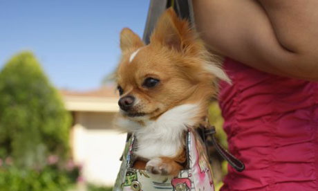 Toy Dogs and Consciousness