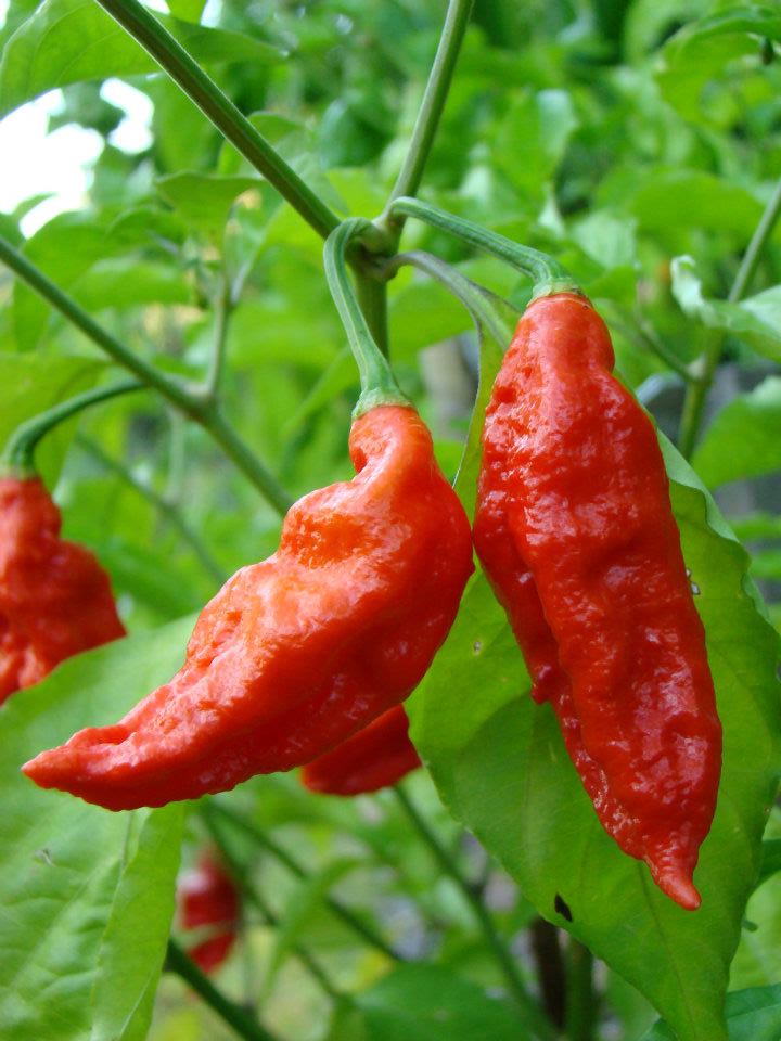 Hot Chillies 5