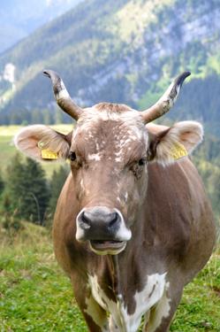 Cow ruminating