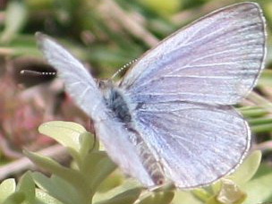 The Butterflies of Fukushima