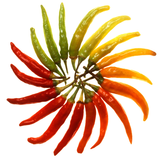 Hot Chillies 6