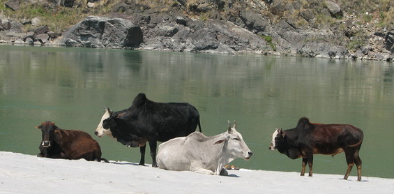 Rishikesh Ganga Rishikesh Ganga