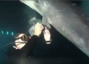 Dolphin in Distress Asking for Help