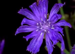 The Life of Flowers