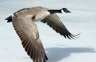 Goose, What Goose?
