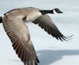 Goose, What Goose?