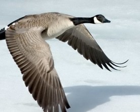 Goose, What Goose?