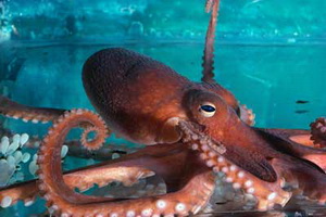 The Octopus