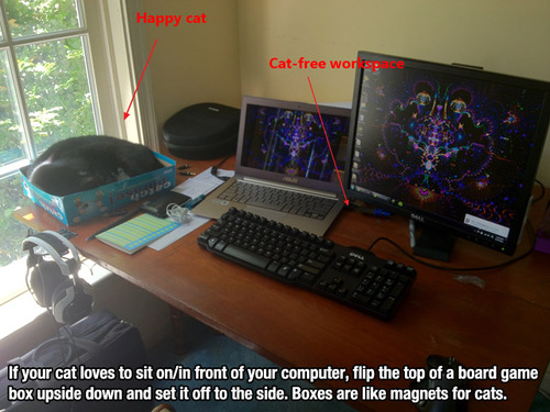where is the cat?