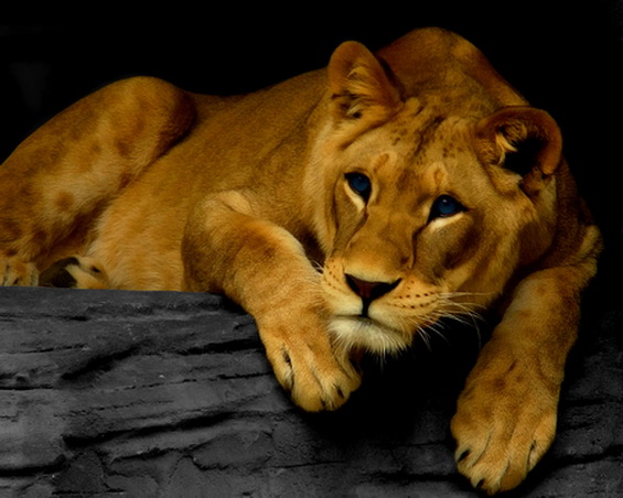 Lioness