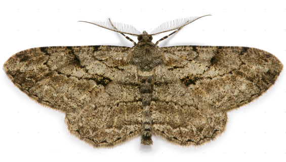 pale-oak-beauty-moth-1