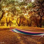 olive grove with hammock cr Petra Huber