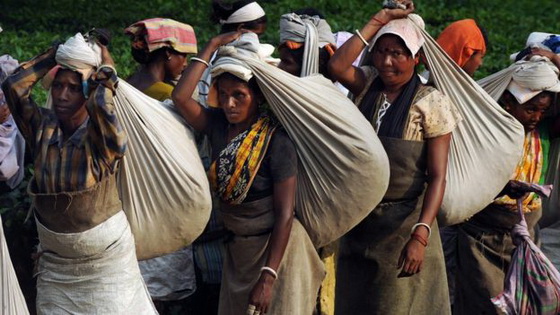 Carrying the tea leaf harvest