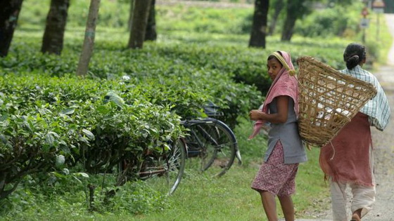 Gathering tea leaves in baskets