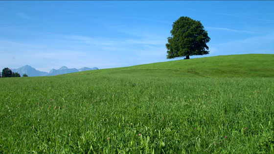 tree