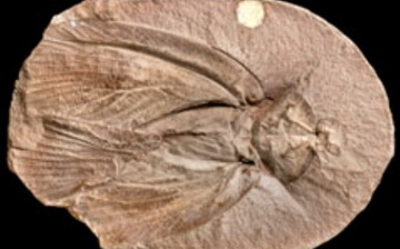 Archimylacris