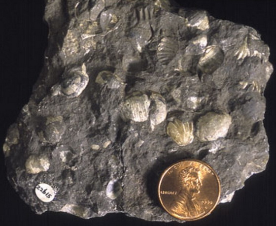 Shale slab