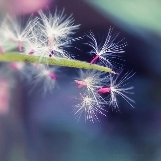 seeds