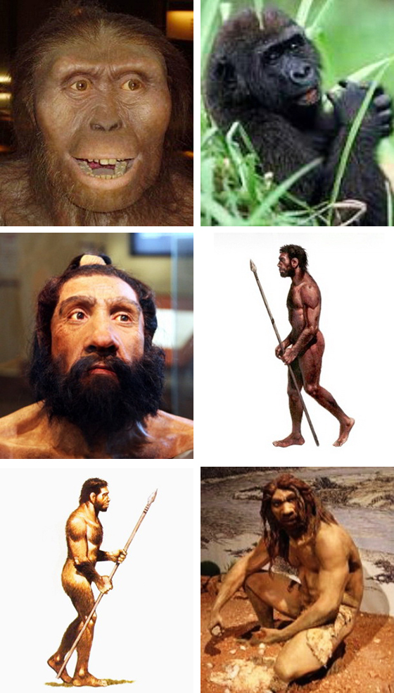 Human evolution