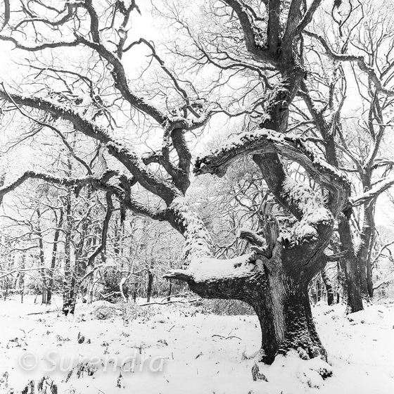 Snow, Halstock Wood, Dartmoor, UK
