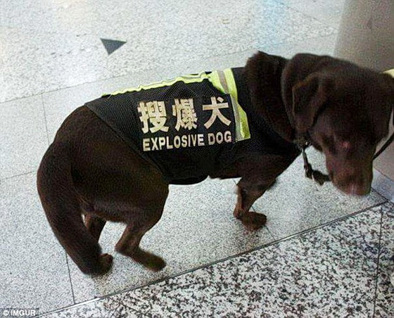 dog