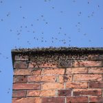 Bees in chimney