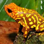 Exotic frog