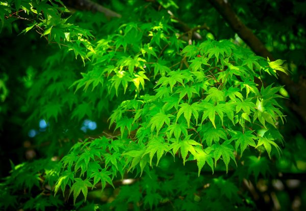 tender green leaves