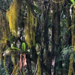 Samasati, Bhakta and Jalalo