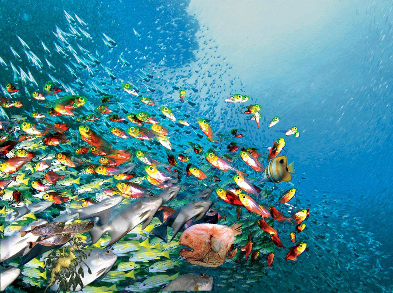 Fish