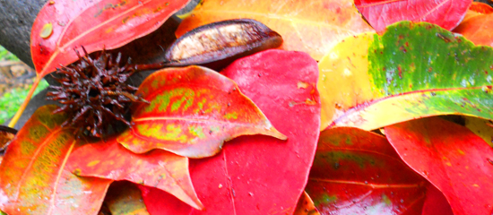 Buddhaleaves red leaves