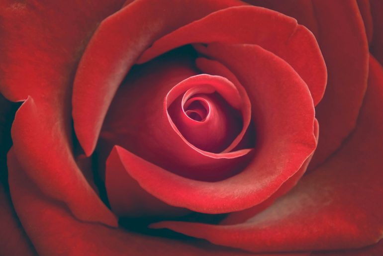 red rose