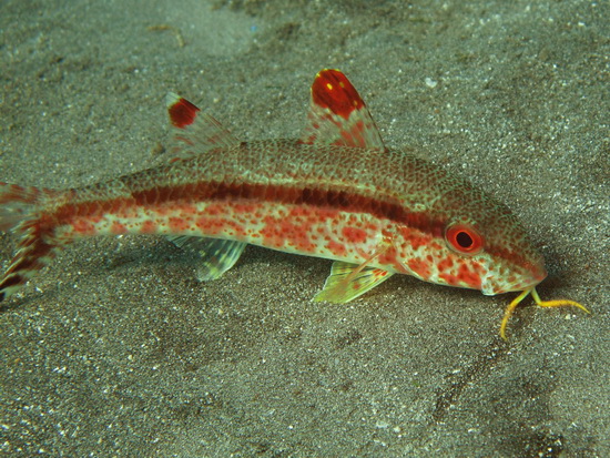 Freckled Goatfish-red Phase