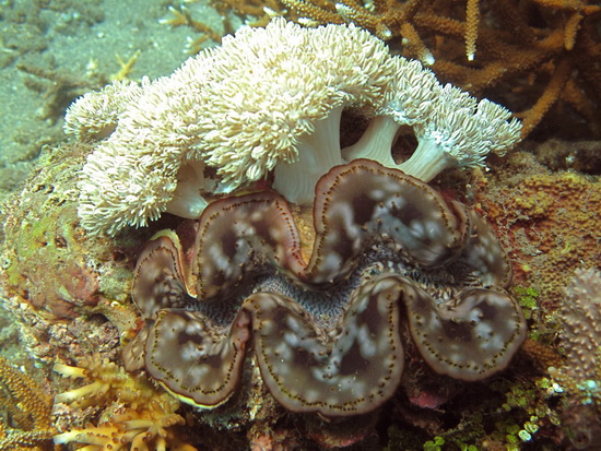 170-Giant Clam and Softcoral