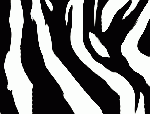 zebra pattern