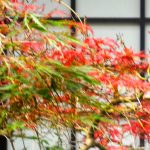 Shoji & maple cropped