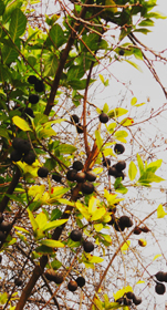 conkers