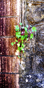 plant in crevice