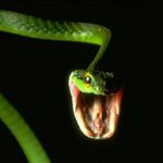 snake with open mouth