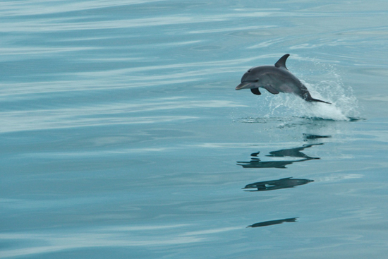 030-wildquest-dolphins