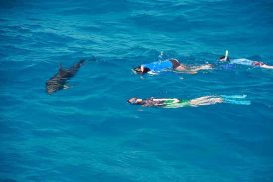 040-wildquest-dolphins
