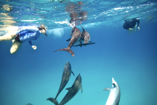 060-wildquest-dolphins