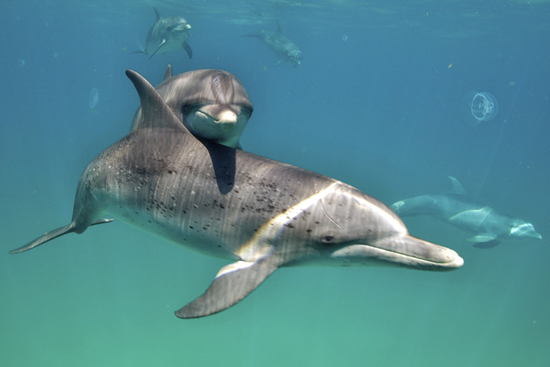 070-wildquest-dolphins