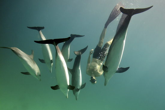 090-wildquest-dolphins