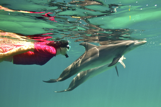 100-wildquest-dolphins