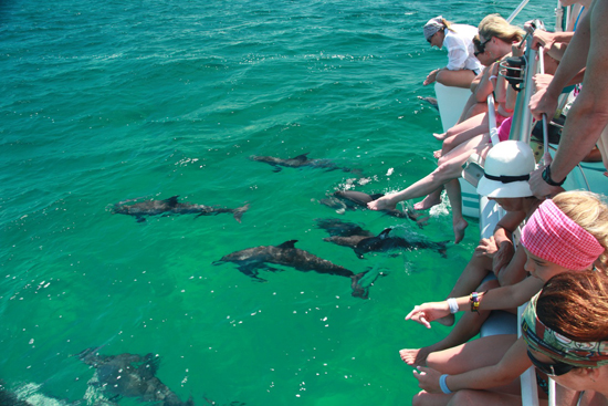 110-wildquest-dolphins