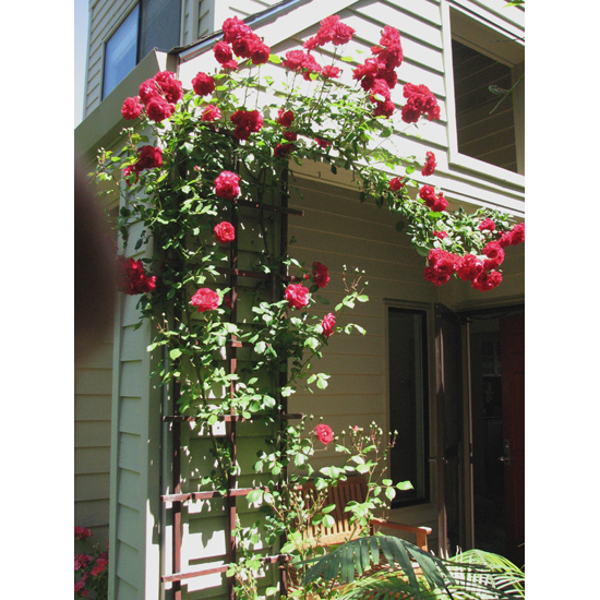 130-Roses thriving at Osho Viha